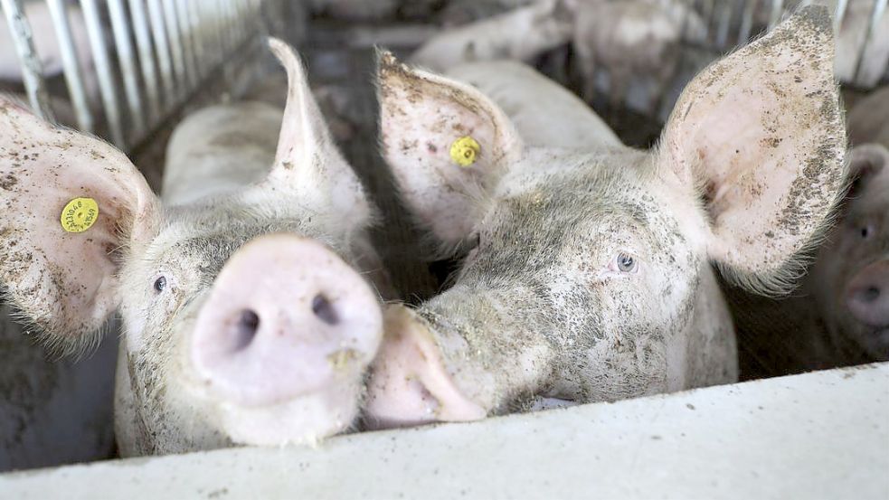 Ein Haltungskennzeichen auf der Fleischverpackung soll künftig anzeigen, wie das Schwein gelebt hat. Doch die Regierungsberater sind mit den Plänen von Cem Özdemir und seinem Bundeslandwirtschaftsministerium so gar nicht zufrieden, was den Umbau der Ställe angeht. Foto: Gert Westdörp