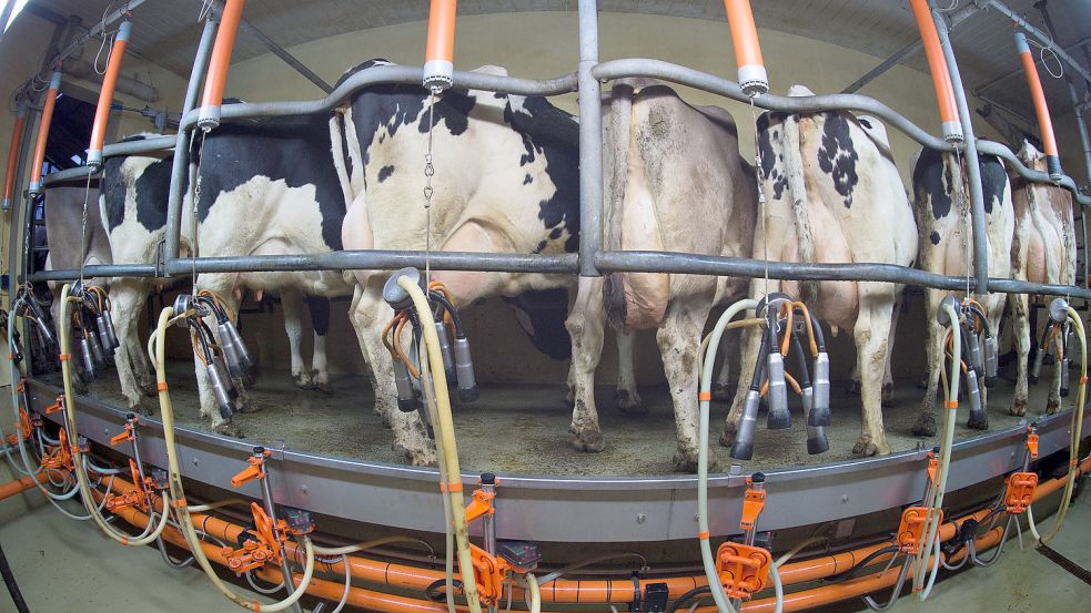 Milchkühe beim Melken: Trotz gestiegener Milchpreise kommen Landwirte derzeit in Folge der Kostensteigerungen bei der Energie kaum auf eine schwarze Null. Foto: Rainer Jensen/dpa