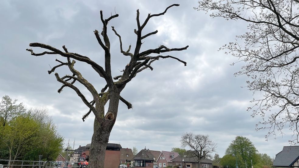 Ratzfatz, alles weg: Die große Weide bei der Paddel-und Pedalstation wurde gekappt. Foto: Janßen