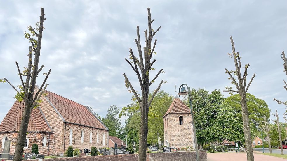 In Rhaude bei der Kirche hat die Gemeinde insgesamt elf Linden stark beschnitten. Foto: Janßen