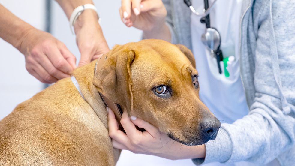 Eine potenzielle Zuchthündin rang mit dem Tod - ihr Halter ignorierte die offensichtlichen Schmerzen des Hundes. (Symbolbild) Foto: dpa/Sven Hoppe