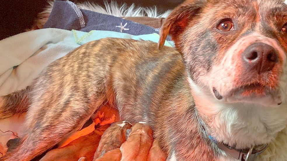 Endlich hat Mischlingshündin Eule genug Kraft, um alle ihre acht Jungen zu säugen. Die Hundemutter und ihre Jungen wohnen derzeit auf einer Pflegestelle in Barßel. Fotos: privat