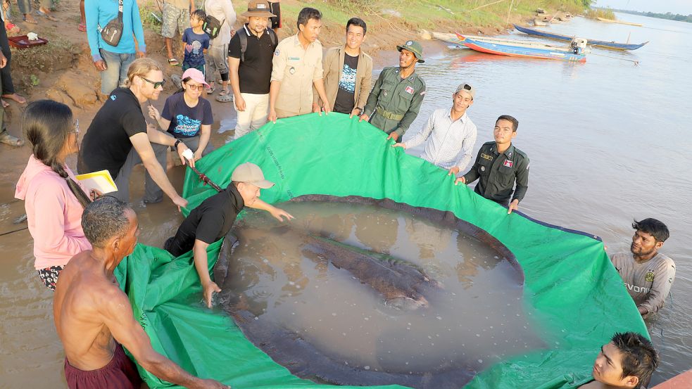 Der Sensationsfund wurde von zahlreichen Schaulustigen bewundert. Foto: dpa/Wonders of the Mekong/Chhut Chheana