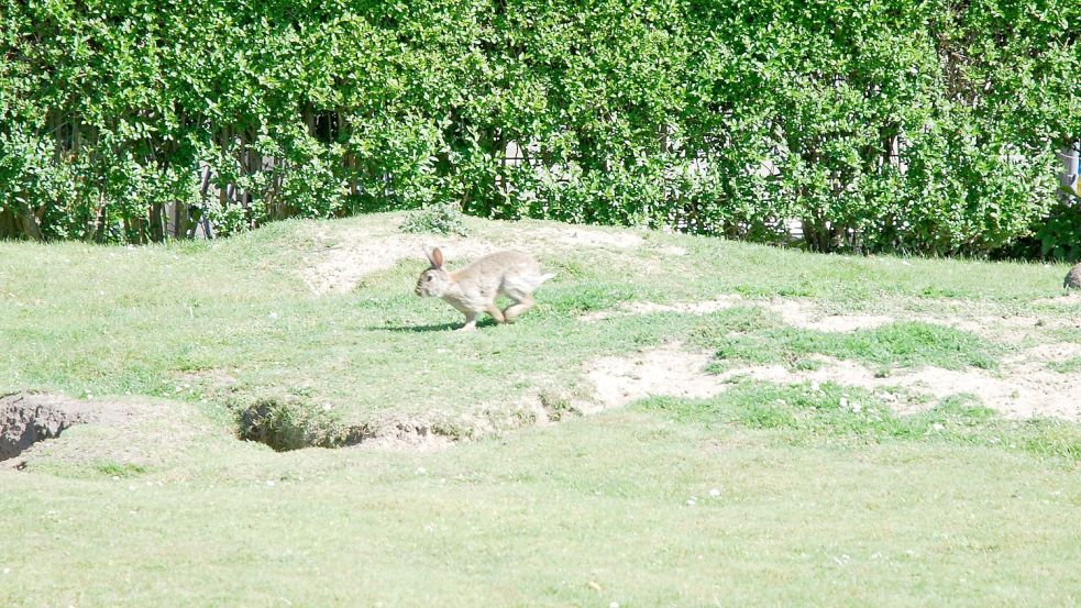 Borkums Kaninchen machen es sich unter anderem auf der Wiese rund um den Neuen Leuchtturm gemütlich. Foto: Ferber