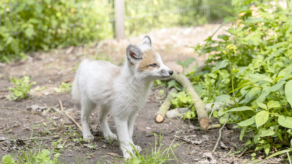 Einer der Füchse in der Obhut des Wildtier- und Artenschutzzentrums Schleswig-Holstein. Foto: Sabine Skiba