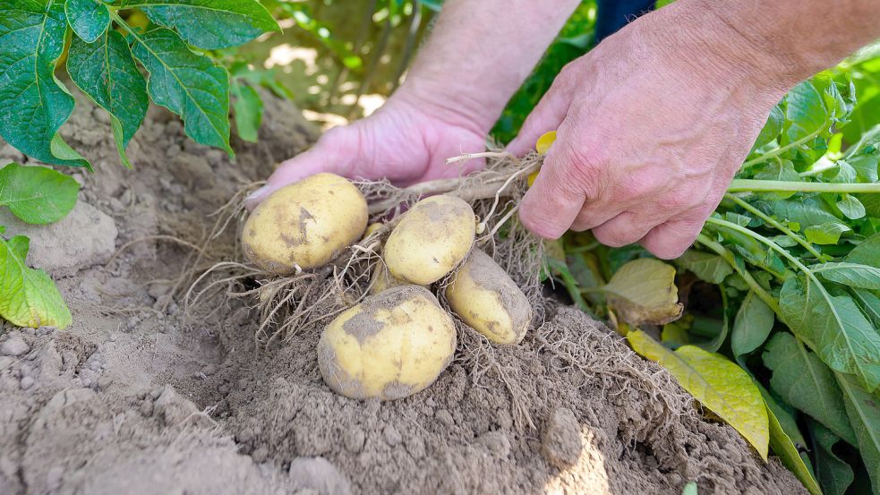 Kartoffelpflanzen werden auf einem Versuchsfeld in Niedersachsen kontrolliert. Zunehmende Hitze, Blattläuse und neue Insekten stellen Kartoffelzüchter vor vielfältige Probleme. Zehn Jahre mindestens dauert die Züchtung einer neuen Sorte. Foto: Philipp Schulze/dpa