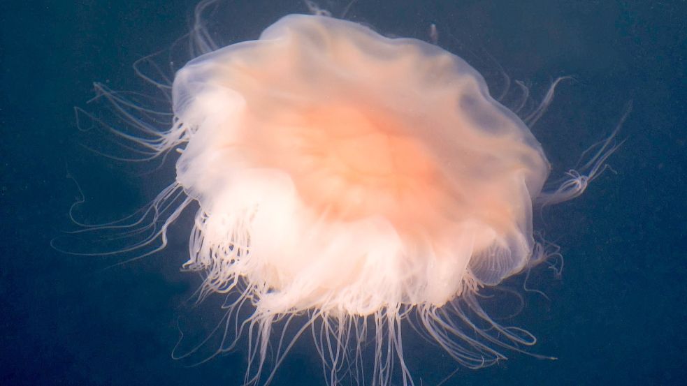 Sieht schon fies aus und kann zu unangenehmen Verletzungen führen: Eine Feuerqualle in der Ostsee. Foto: Imago Images/Imagebroker