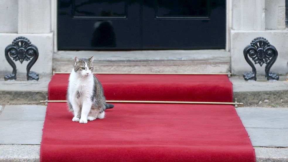 Der Kater Larry sitzt vor der Tür in der Downing Street 10. Eingezogen ist der Kater unter dem konservativen Premierminister James Cameron im Jahr 2011. Foto: Imago Images/ ZUMA Wire