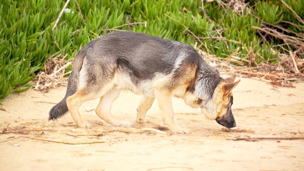 Von Hunden die schnüffeln und den Menschen nicht fixieren, geht in der Regel keine Gefahr aus. Foto: Pixabay