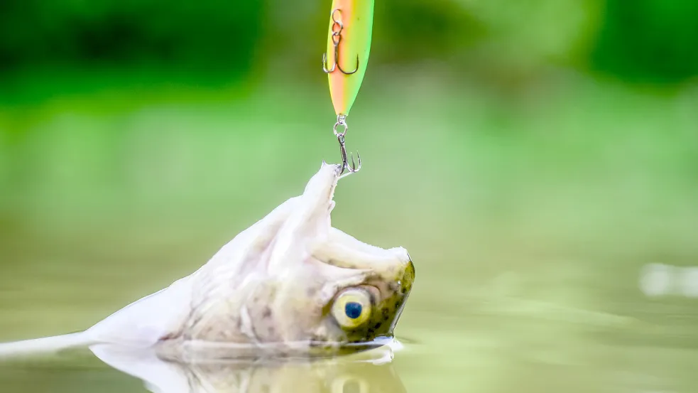 Wegen Fischwilderei muss ein 34 Jahre alter Papenburger eine Geldstrafe in Höhe von 3000 Euro zahlen. Symbolfoto: Befree/stock.adobe.com