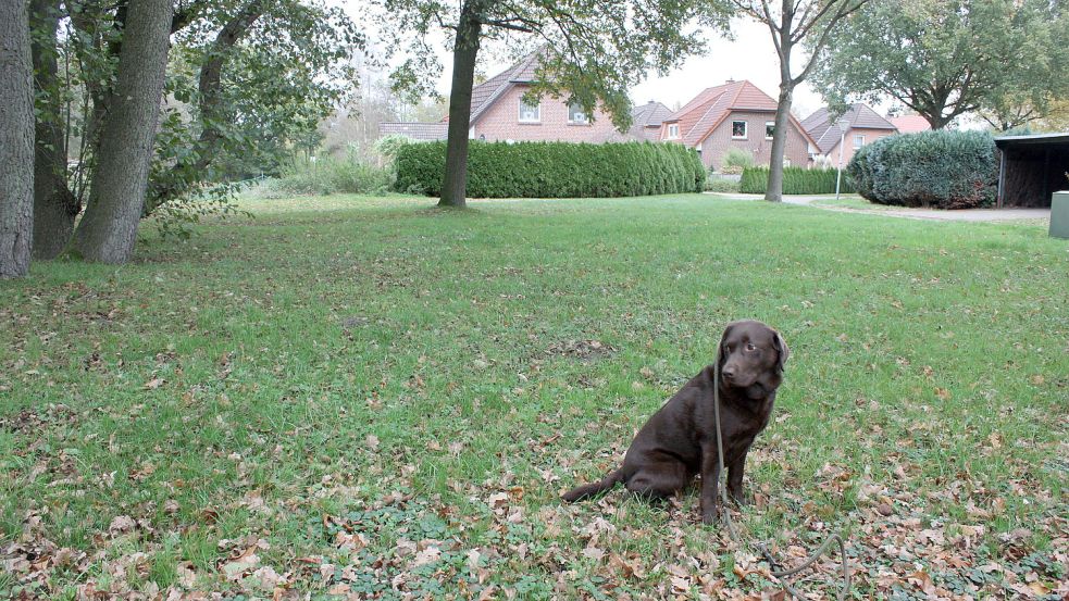 Dieses Grundstück am ersten Hüllenweg zog die Gemeinde als Freilauffläche für Hunde in Betracht. Foto: Passmann