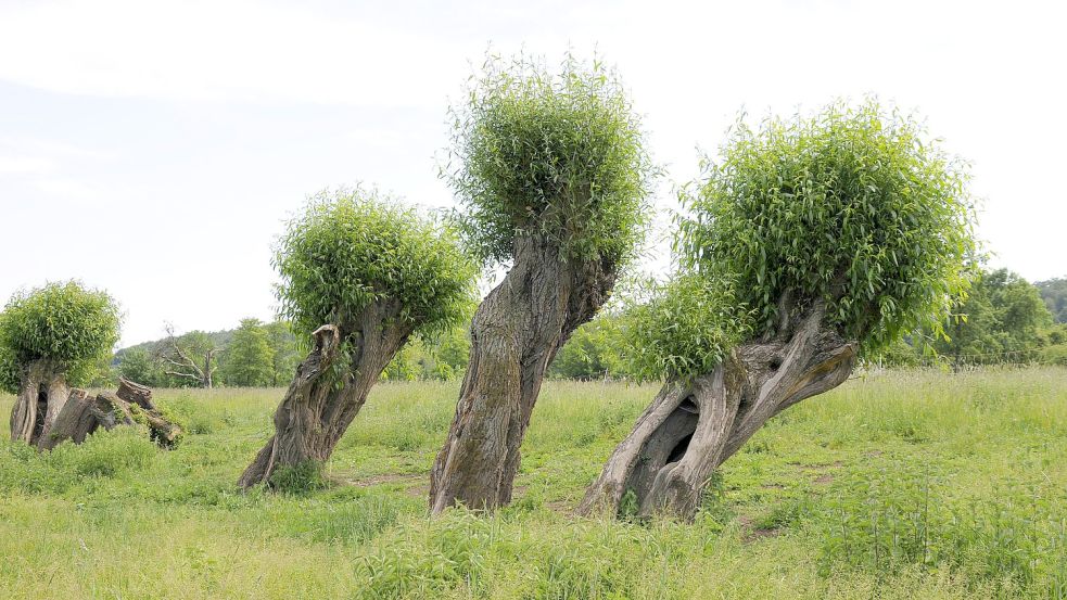 Wer so schief in der Erde steht, muss eigentlich nicht mehr umfallen: windschiefe Kopfweiden. Foto: imago images/blickwinkel