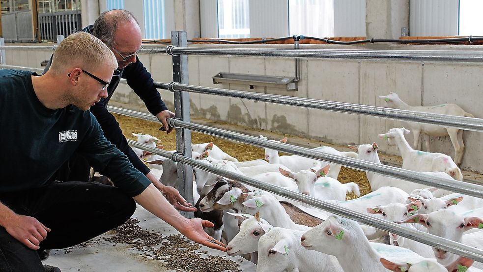 Ziegen statt Kühe: Carsten und Theo Schütte stellen ihren Betrieb um. Foto: Belling