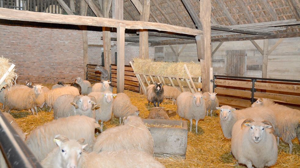 Wenn Matthias Abeln seine Herde ruft, wird es im Stall des Hofs Awick unruhig. Die rund 40 Tiere reagieren alle auf seine Stimme und kommen angelaufen.