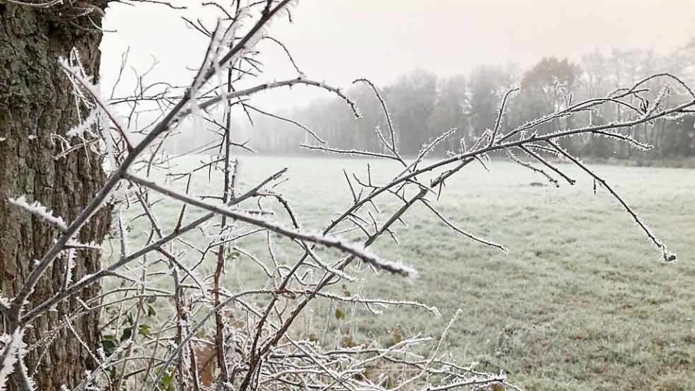 Dieses Winterbild ist an der Greter Straße zwischen Collinghorst und Marienheil entstanden. Foto: Ammermann