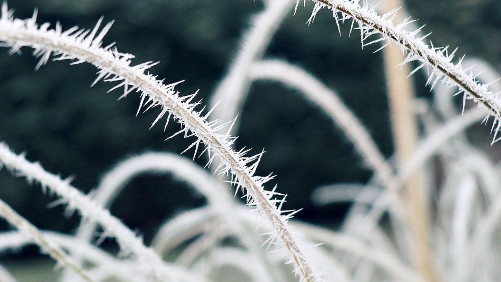 Sehr frostig war es auch bei Markus Windels in Remels. Er schreibt zu seinem Bild: "Die Natur ist wirklich einzigartig und kreativ." Foto: Windels