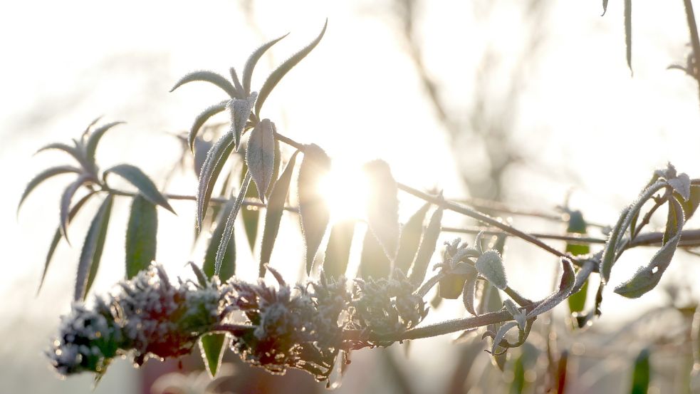 Dieses Foto hat der Ostrhauderfehner Lukas Dendzik in seinem Garten gemacht. Foto: Dendzik