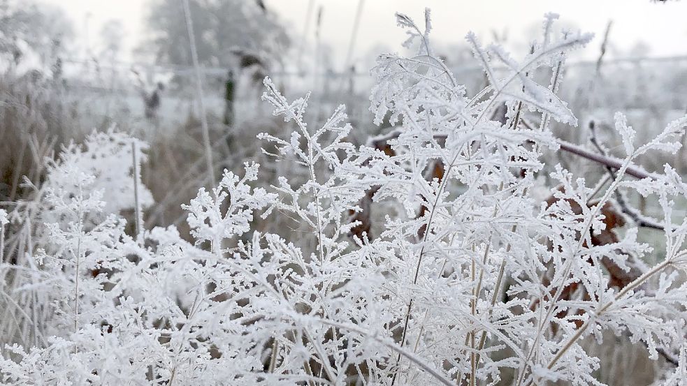 Länger als sonst hat am Morgen der Hundespaziergang von Heike Knipper gedauert. Grund war das schöne Winter-Wetter, wie die Westoverledingerin uns schrieb. Foto: Knipper