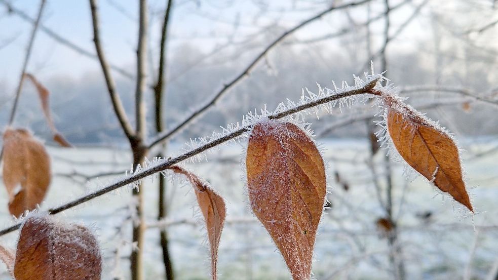 Maike Schulte aus Wilhelmshaven hat uns dieses Foto geschickt. Foto: Schulte