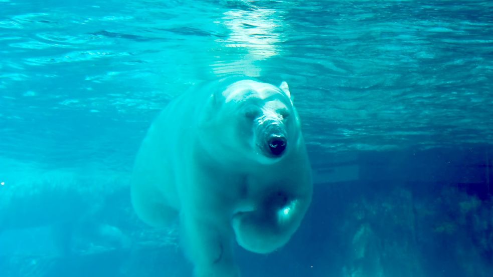 Auch Eisbären sind vom Aussterben bedroht. Foto: kunjiang/Getty Images/iStockphoto/obs