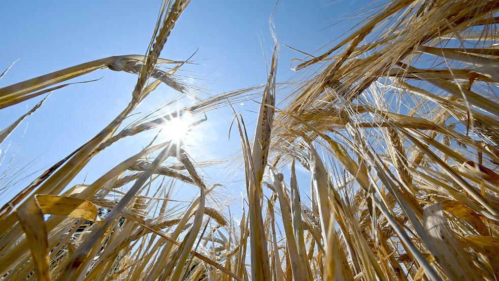 Die Sonne scheint über einem Getreidefeld. Foto: Bernd Weißbrod/DPA