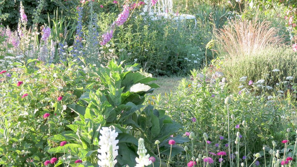 Das Bild zeigt einen insektenfreundlichen Gartenteil im Latüt-Garten von Karin Berend-Lüürßen. Foto: Berend-Lüürßen