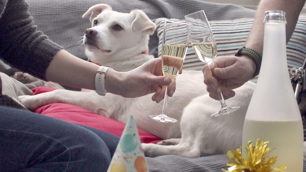 Prost Neujahr: Auch wenn es gerade erst hinter uns liegt, das nächste Silvester kommt bestimmt - und damit auch der Stress für die Tiere. Foto: Tasso e.V.