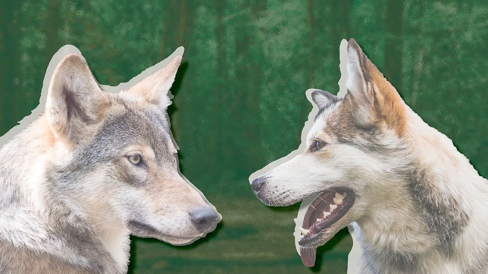 Wölfe und Huskys sind nicht leicht zu unterscheiden. Foto: Unsplash