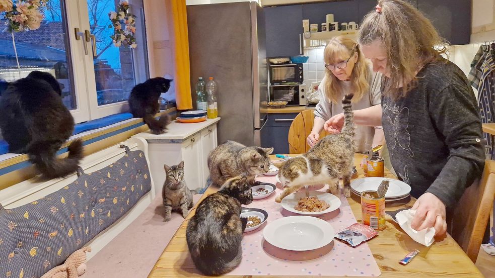 Raubtierfütterung auf dem Küchentisch: Marianne Görs (links) und Petra Wolf bereiten die Abendmahlzeit für die 18 Katzen vor, die draußen und im Haus leben. Foto: Gettkowski