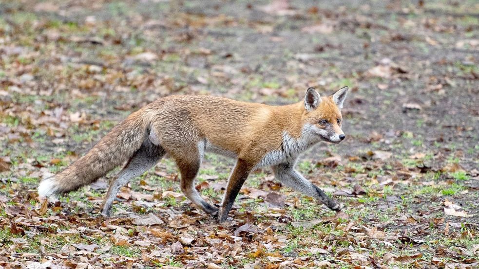 In Niedersachsen haben sich Füchse mit dem Vogelgrippe-Virus H5N1 infiziert. Foto: Christophe Gateau/dpa