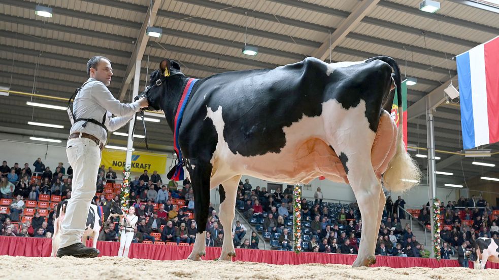 Gewonnen: Die schwarz-bunte Milchkuh ZR Indian von Landwirt Thomas Rhodemann aus Berumerfehn (hier bei der Bewertung) ist die neue „Miss Ostfriesland“ unter den Kühen. Foto: Lars Klemmer/dpa