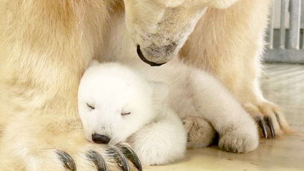 Die ersten Monate nach der Geburt verbrachten Eisbärendame „Victoria“ und ihr Nachwuchs völlig ungestört in ihrer Höhle. Foto: Hagenbeck