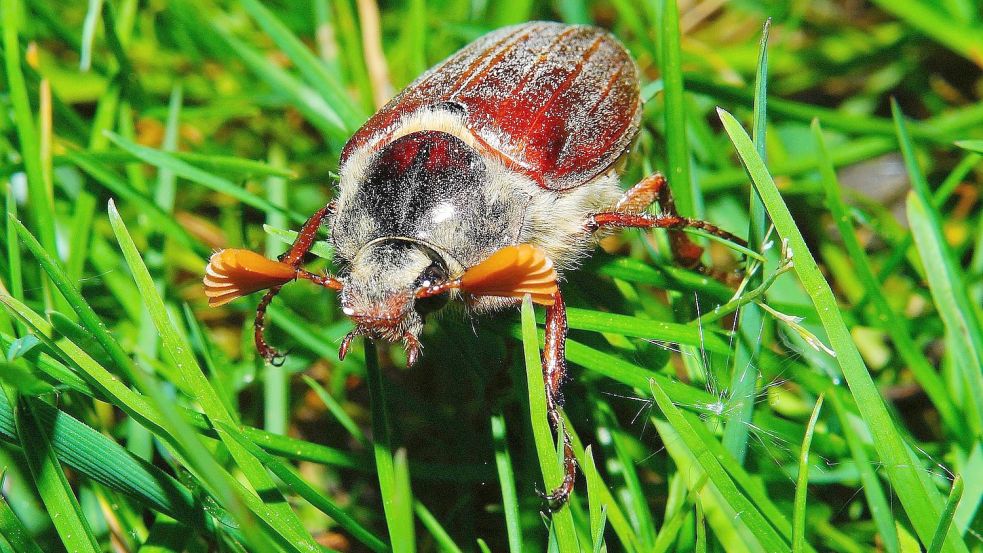 Ein Maikäfer krabbelt über Gras: Die Larve des Maikäfers ist der Engerling. Wer ihn bekämpfen möchte, sollte Nematoden einsetzen. Foto: Paulick/Pixabay