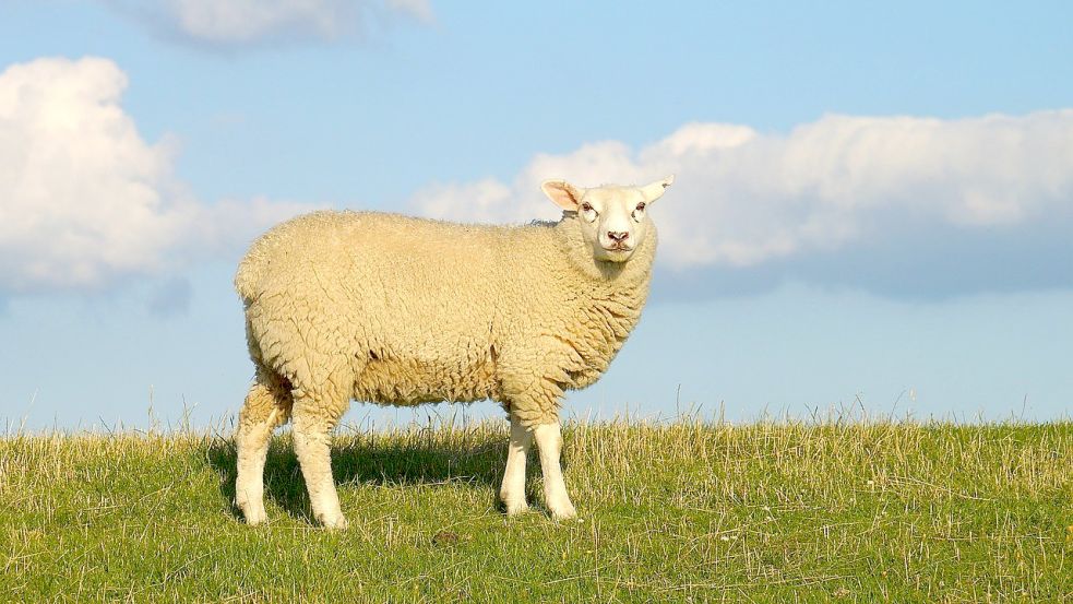 Schafe sollen in Loga in Not gewesen sein. Symbolfoto: Pixabay