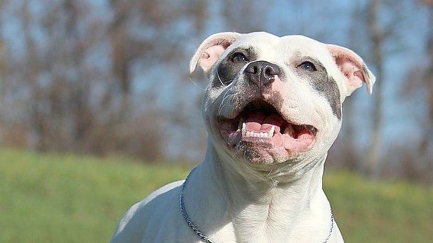Die Liste der „gefährlichen Hunderassen“, wozu auch der Staffordshire-Bullterrier gehört, wurde abgeschafft. Foto: Pixabay