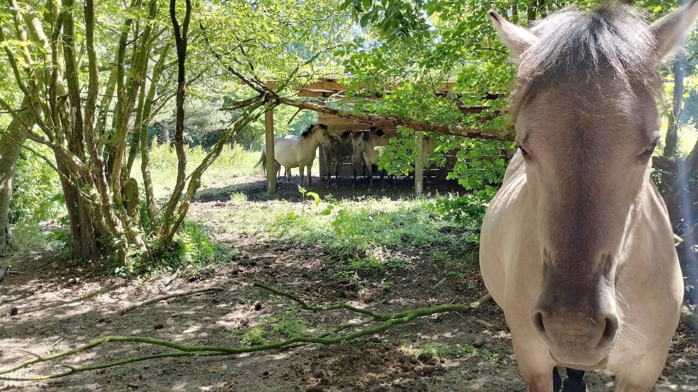 Die Koniks leben das ganze Jahr über im Freien – wie hier im Hessepark. Foto: Kierstein