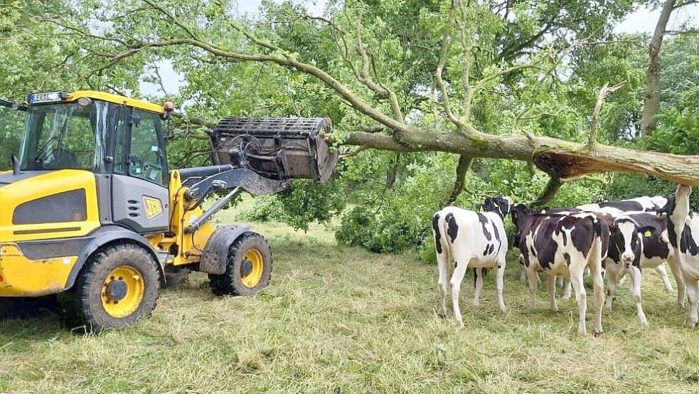 Eine umgekippte Eiche hat auf der Rinderweide von Landwirt Dirk Engel in Rhaude Zäune beschädigt. Foto: Engel