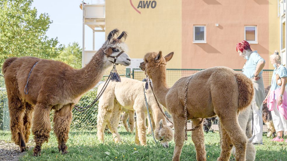 Ein Lama (links) und ein Alpaka (rechts) nähern sich im Garten an. Auch in Westoverledingen können die Tiere hautnah erlebt werden. Foto: Vogl/DPA/Archiv