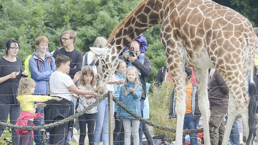 Giraffenfütterung im Jaderpark. Foto: Archiv