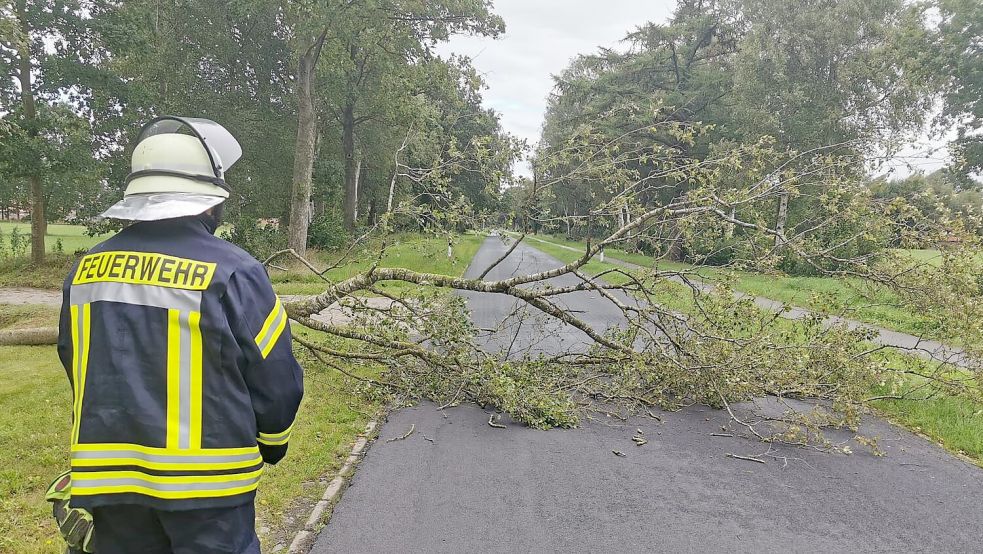 Ein Baum ist am Montagvormittag auf die Fahrbahn der Straße Idafehn-Nord in Potshausen gestürzt. Foto: Block/Feuerwehr