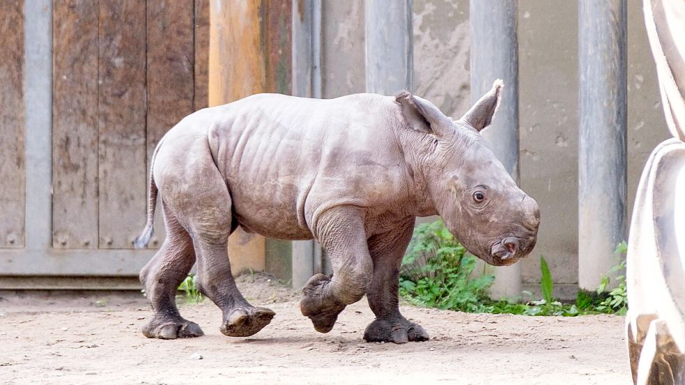 Neugierig und sehr aktiv: das Nashorn-Baby im Schweriner Zoo. Foto: Sven P. Peter