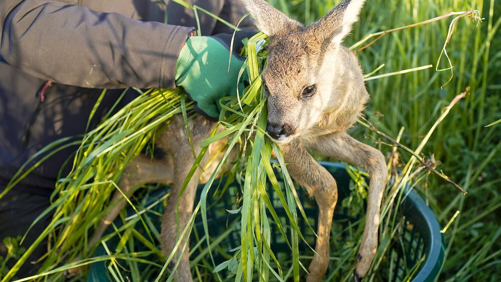 Unter den vom Hagel verletzten Wildtieren in Bayern sind auch zahlreiche Rehe. Manche werden nun in Tierauffangstationen gepflegt. Foto: dpa/Uwe Anspach