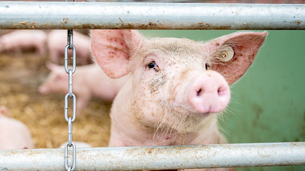 Schweine sind zunächst die einzigen Tiere, deren Fleisch mit dem neuen Siegel versehen wird. Foto: dpa | Mohssen Assanimoghaddam