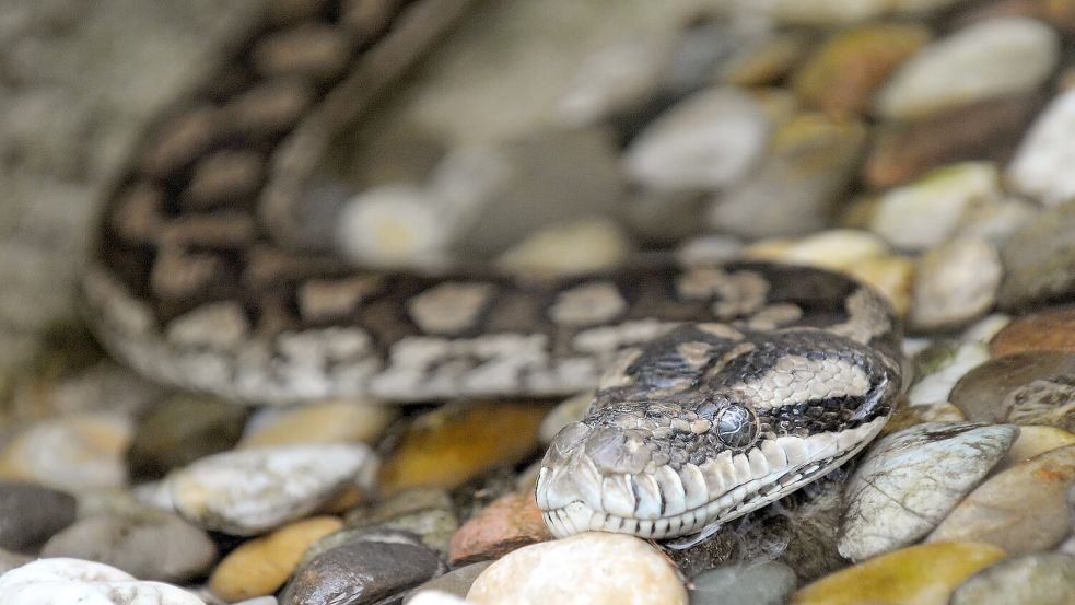 Ein Australier muss 1400 Euro Strafe bezahlen, weil er mit seiner Rautenpython um den Hals surfen gegangen ist. Foto: dpa/Ronald Wittek