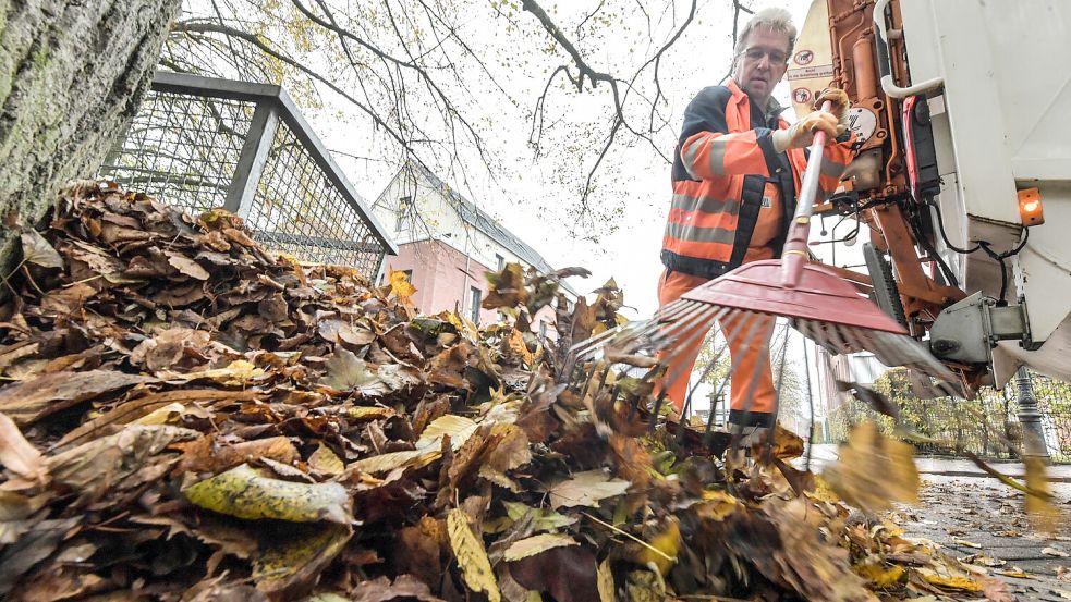 Erste Laubhaufen können schon zusammen gefegt werden. Die größte Arbeit wird aber ab Oktober auf die Hausbesitzer zukommen. Foto: Ortgies/Archiv