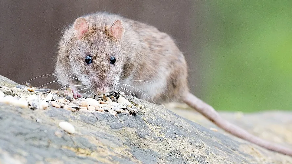 Ratten finden in der Nähe von Menschen oft einen gedeckten Tisch vor. Kleintier- oder Vogelfutter-Reste stellen in Problem dar. Foto: wolfgangvogt_lb