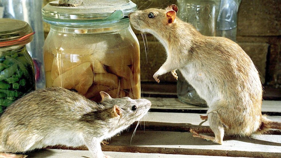 Ratten schnuppern an einem Vorratsglas. Eine Plage von den Nagetieren sorgt derzeit im Norden Australiens für Unmut. Foto: dpa/Wolfgang_Thieme