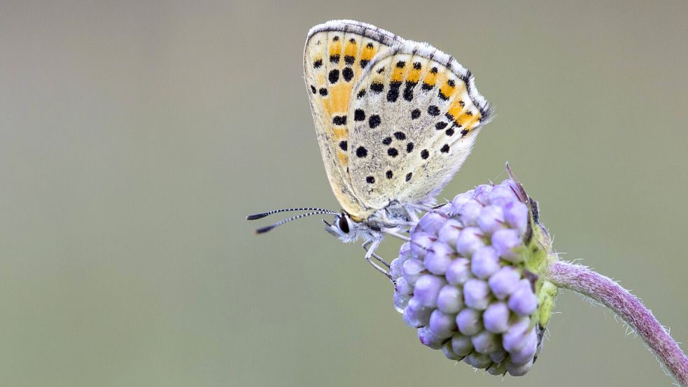 Ein Schwefelvögelchen, auch als Brauner Feuerfalter bekannt, ist auf einer Blüte des bedrohten Teufelsabiss‘ gelandet. Foto: imago-images/blickwinkel