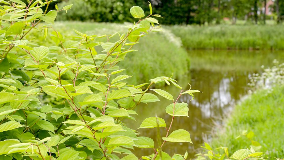 Gewässerränder sind ein Lieblingsplatz von Fallopia japonica, dem Japan-Knöterich. Stängel- oder Wurzelstücke, die beim Mähen ins Wasser fallen, können anderswo wieder Fuß fassen. Foto: Ortgies