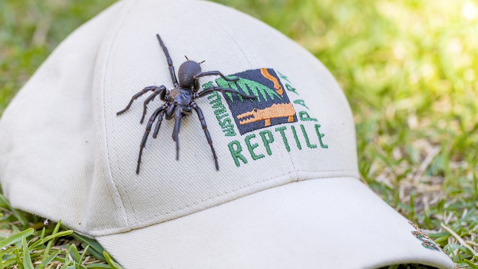 Giftige Rekordspinne in Australien entdeckt: Trichternetzspinne „Hercules“ ist fast 8 Zentimeter lang. Foto: picture alliance/dpa/Australian Reptile Park/AP | Caitlin Vine